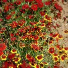 Coreopsis Plains Semidwarf Red Heirloom Pollinators Bees A Nongmo 1000 Seeds Fresh For Garden