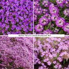 Landscapers Pack Ultimate Groundcover Mix W Perennials Nongmo 5000 Seeds Fresh For Garden Landscapers Pack Ultimate Groundcover Mix W Perennials Nongmo 5000 Seeds Fresh For Garden