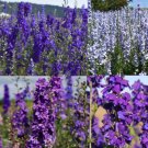 Rocket Larkspur Delphinium Night Sky Mix Blues Pollinators Nongmo 500 Seeds Fresh For Garden