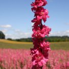 Rocket Larkspur Delphinium Deep Carmine Flowers Pollinators Nongmo 500 Seeds Fresh For Garden Rocket Larkspur Delphinium Deep Carmine Flowers Pollinators Nongmo 500 Seeds Fresh For Garden
