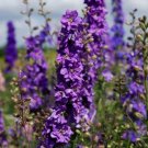 Rocket Larkspur Delphinium Lilac Cut Flowers Pollinators Bees Nongmo 500 Seeds Fresh For Garden