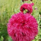 Poppy Peony Fine Petal Pink Flowers Large Breadseed Pods Organic A 500 Seeds Fresh For Garden