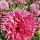 Poppy Peony Rose Frilly Flowers Pink Large Breadseed Pods Organic A 500 Seeds Fresh For Garden