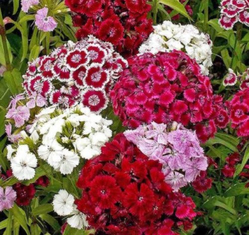 Landscapers Pack Sweet William Dianth Mix Tall Perennial Nongmo 1000 Seeds Fresh For Garden