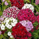 Landscapers Pack Sweet William Dianth Mix Tall Perennial Nongmo 1000 Seeds Fresh For Garden