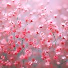 Babys Breath Deep Carmine Crimson Red Flowers Pollinators Nongmo 1000 Seeds Seeds Fresh For Garden
