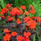 Arkwrights Campion Vesuvi Perennial Nongmo Hummingbirds Nongmo 100 Seeds Fresh For Garden