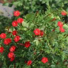 Cardinal Climber Morning Glory Red Blooms Vine Pollinator Attractor 50 Seeds Fresh For Garden Cardinal Climber Morning Glory Red Blooms Vine Pollinator Attractor 50 Seeds Fresh For Garden