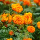 Marigold African Mandarin Orange Double Beneficial Plant Nongmo 100 Seeds Fresh For Garden