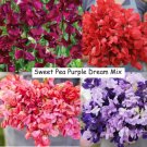 Sweet Pea Purple Dream Mix Fragrant Climbing Vine Flowers Nongmo 15 Seeds Fresh For Garden Sweet Pea Purple Dream Mix Fragrant Climbing Vine Flowers Nongmo 15 Seeds Fresh For Garden