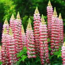 Rsell Lupine Chatelaine Apricot Perennial Hummingbirds Nongmo A 20 Seeds Fresh For Garden
