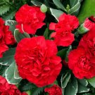 Carnation Etincellant Red Pollinators Fragrant Cut Flowers Nongmo 200 Seeds Fresh For Garden Carnation Etincellant Red Pollinators Fragrant Cut Flowers Nongmo 200 Seeds Fresh For Garden