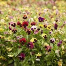 Pansy Swiss Giants Mix Mixed Colors Container Cool Weather Nongmo 200 Seeds Fresh For Garden Pansy Swiss Giants Mix Mixed Colors Container Cool Weather Nongmo 200 Seeds Fresh For Garden