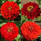 Zinnia Seeds Hummingbird Reds Bulk Butterflies Love Heirloom Nongmo 500 Seeds Fresh For Garden