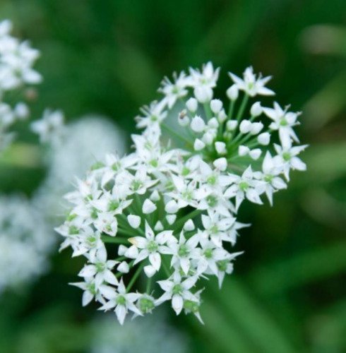 Chives Garlic Herb Garden Culinary Perennial Sauces & Dips Nongmo 200 Seeds Fresh For Garden