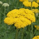 Yarrow Gold Fernleaf Perennial Flowers Medicinal Pollinators Nongmo 1500 Seeds Fresh For Garden