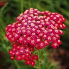 Yarrow Red Rubra Perennial 36 Cut Flowers Pollinators Nongmo 1500 Seeds Fresh For Garden Yarrow Red Rubra Perennial 36 Cut Flowers Pollinators Nongmo 1500 Seeds Fresh For Garden