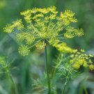 Dill Dukat Butterfly Host Plant Nongmo 500 Seeds Fresh For Garden Dill Dukat Butterfly Host Plant Nongmo 500 Seeds Fresh For Garden