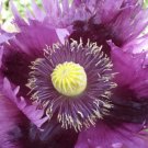 Poppy Jimis Purple Haze Breadseed Poppies Purple Pods & Seeds Organic 500 Seeds Fresh For Garden