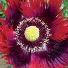 Poppy Jimi’S Flag Purple Red Breadseed Poppies Huge Pods Organic A 500 Seeds Fresh For Garden