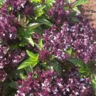 Basil Holy Basil Anise Ayurvedic Medicine & Tea Hindu Tulsnongmo 500 Seeds Seeds Fresh For Garden Basil Holy Basil Anise Ayurvedic Medicine & Tea Hindu Tulsnongmo 500 Seeds Seeds Fresh For Garden