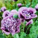 Poppy Purple Frilly Breadseed Large Pods Reseeds Pollinators Organic 500 Seeds Fresh For Garden Poppy Purple Frilly Breadseed Large Pods Reseeds Pollinators Organic 500 Seeds Fresh For Garden