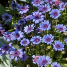 Daisy The Blues Felicia Heterophylla Blue Heirloom Pollinators Nongmo 50 Seeds Fresh For Garden Daisy The Blues Felicia Heterophylla Blue Heirloom Pollinators Nongmo 50 Seeds Fresh For Garden