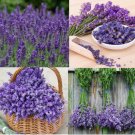 Lavender Mix Munstead & Vera Perennial Medicinal Dried Flowers Nongmo 200 Seeds Fresh For Garden Lavender Mix Munstead & Vera Perennial Medicinal Dried Flowers Nongmo 200 Seeds Fresh For Garden