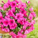 Rose Mallow Tanagra Hot Pink Blooms Pollinator Attractor Nongmo 100 Seeds Fresh For Garden Rose Mallow Tanagra Hot Pink Blooms Pollinator Attractor Nongmo 100 Seeds Fresh For Garden