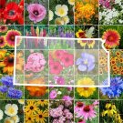 Wildflower Kansas State Flower Mix Perennials & Annuals A Nongmo 1000 Seeds Fresh For Garden Wildflower Kansas State Flower Mix Perennials & Annuals A Nongmo 1000 Seeds Fresh For Garden