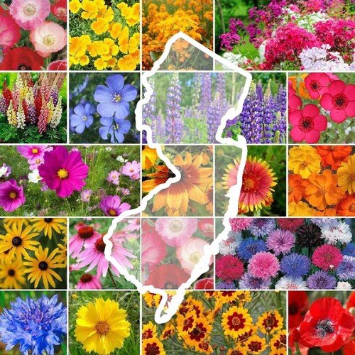 Wildflower New Jersey State Flower Mix Perennials Annuals A Nongmo 1000 Seeds Fresh For Garden