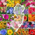 Wildflower New Jersey State Flower Mix Perennials Annuals A Nongmo 1000 Seeds Fresh For Garden