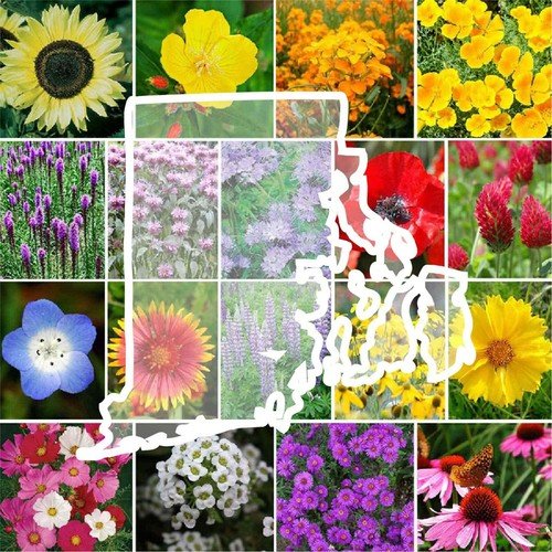 Wildflower Rhode Island State Flower Mix Perennials & Annuals Nongmo 1000 Seeds Fresh For Garden