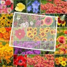 Wildflower Wyoming State Flower Mix Perennials & Annuals A Nongmo 1000 Seeds Fresh For Garden Wildflower Wyoming State Flower Mix Perennials & Annuals A Nongmo 1000 Seeds Fresh For Garden