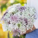 Queen Anne’S Lace Chocolate Burgundy Reseeds Butterfly Host Plant 200 Seeds Fresh For Garden