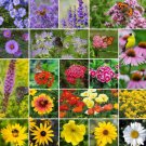 Perennial Pollinator Mix 20 Varieties Summer Fall Flowers Nongmo 1000 Seeds Fresh For Garden