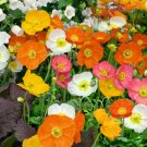 Poppy Iceland Mix Tender Perennial Blooms Spring Summer Nongmo 2000 Seeds Fresh For Garden