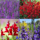 Penstemon Purple Dream Mix Perennial Beardtongue Red For Hummingbirds 200 Seeds Seeds Fresh For Gard