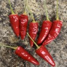 Pepper Paprika Magyar Heirloom Spice Pepper Capiscum Nongmo 25 Seeds Fresh For Garden