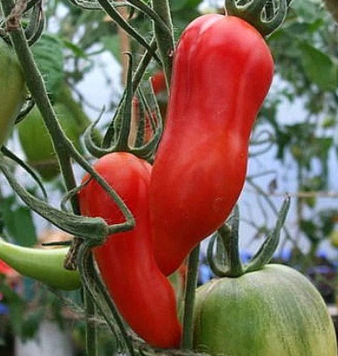 Tomato Jersey Devil Heirloom Paste Heirloom Indeterminate A Nongmo 30 Seeds Fresh For Garden