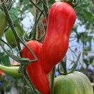 Tomato Jersey Devil Heirloom Paste Heirloom Indeterminate A Nongmo 30 Seeds Fresh For Garden