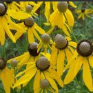 Coneflower Greyheaded Perennial Early Blooms Pollinators Bees Nongmo 500 Seeds Fresh For Garden Coneflower Greyheaded Perennial Early Blooms Pollinators Bees Nongmo 500 Seeds Fresh For Garden