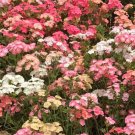 Phlox Pastel Colors Spring Blooms Heirloom Native A Full Sun Nongmo 400 Seeds Fresh For Garden Phlox Pastel Colors Spring Blooms Heirloom Native A Full Sun Nongmo 400 Seeds Fresh For Garden