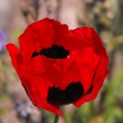 Poppy Turkish Tulip Red & Black Huge Flowers Pollinators Nongmo 1000 Seeds Fresh For Garden Poppy Turkish Tulip Red & Black Huge Flowers Pollinators Nongmo 1000 Seeds Fresh For Garden