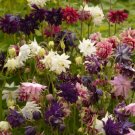 Columbine Barlow Mix Perennial Dahlialike Double Blooms Spring Nongmo 100 Seeds Fresh For Garden