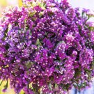 Statice Twilight Purple Cut Flowers Dried Arrangements Reseeds Nongmo 100 Seeds Fresh For Garden Statice Twilight Purple Cut Flowers Dried Arrangements Reseeds Nongmo 100 Seeds Fresh For Garden