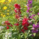 Balsam Camellia Flowered Mix Impatiens Double Blooms Partshade Nongmo 200 Seeds Fresh For Garden