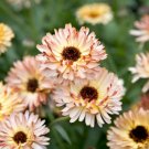 Calendula Sunset Buff Pink Double Blooms Bicolored Heirloom Nongmo 50 Seeds Fresh For Garden Calendula Sunset Buff Pink Double Blooms Bicolored Heirloom Nongmo 50 Seeds Fresh For Garden
