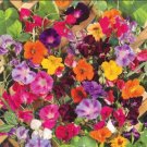 Colorful Climbers Mix Morning Glory Sweet Pea Nasturtium Vines Nongmo 50 Seeds Fresh For Garden Colorful Climbers Mix Morning Glory Sweet Pea Nasturtium Vines Nongmo 50 Seeds Fresh For Garden