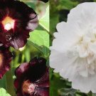 Hollyhock Tuxedo Mix White Double Black Single Blooms Biennial Nongmo 50 Seeds Fresh For Garden Hollyhock Tuxedo Mix White Double Black Single Blooms Biennial Nongmo 50 Seeds Fresh For Garden